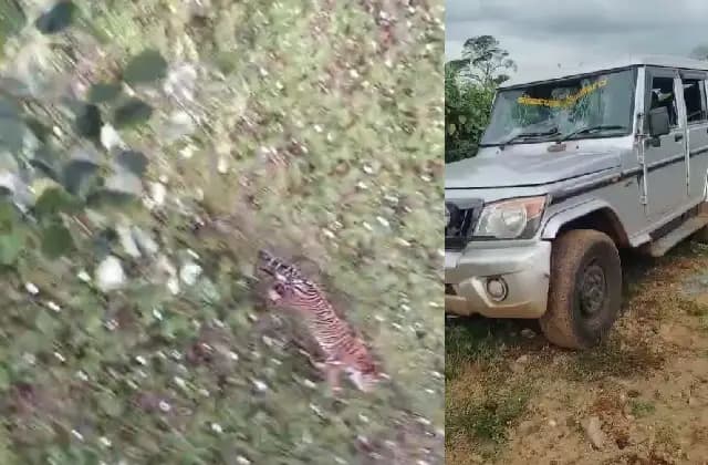 ರೈತನ ಮೇಲೆ ವ್ಯಾಘ್ರ ದಾಳಿ, ಸ್ಥಿತಿ ಗಂಭೀರ; ಅರಣ್ಯ ಅಧಿಕಾರಿಗಳ ವಾಹನಗಳ ಮೇಲೆ ಕಲ್ಲು ತೂರಾಟ!