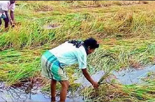 ಹವಾಮಾನ ವೈಪರೀತ್ಯದಿಂದ ಬೆಳೆ ನಷ್ಟ ; ಬೆಳೆವಿಮೆ ಯೋಜನೆಯನ್ನು ಜಾರಿಗೊಳಿಸಿದ ಸರ್ಕಾರ!