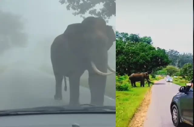 ಬಂಡೀಪುರದಲ್ಲಿ ಮತ್ತೇ ರಸ್ತೆಗಿಳಿದ ಒಂಟಿಸಲಗ : ಇಲಾಖೆ ವಾಹನವನ್ನೇ ಬೆನ್ನಟ್ಟಿದ ಸಲಗ