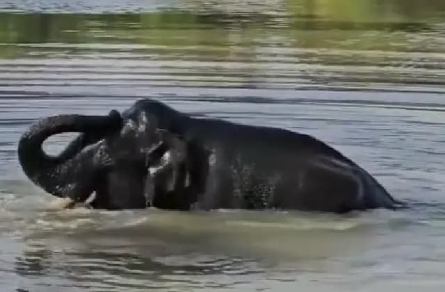 ಬಂಡೀಪುರದ ಕೆರೆಯಲ್ಲಿ ಮಿಂದೆದ್ದ ಒಂಟಿಸಲಗ