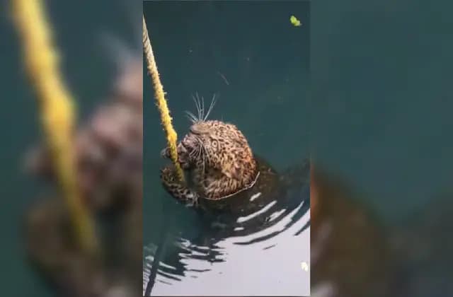 ಮಣಿಪುರ: ಬಾವಿಗೆ ಬಿದ್ದ ಚಿರತೆ ಮರಿಯ ರಕ್ಷಣೆ
