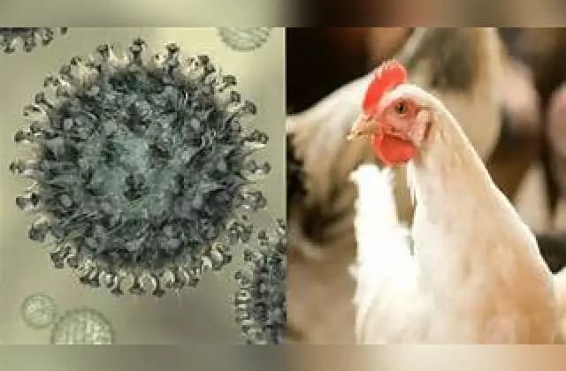 ಹಕ್ಕಿಜ್ವರ ಪ್ರಕರಣ: ರಾಜ್ಯದ ವಿವಿಧೆಡೆ ಮಾಂಸ, ಮೊಟ್ಟೆ ಬೇಡಿಕೆ ಭಾರೀ ಕುಸಿತ
