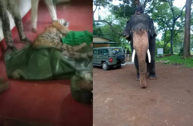 ಚಾಮರಾಜನಗರ : ಹುಲಿ ದಾಳಿಯಿಂದ ಆಸ್ಪತ್ರೆಗೆ ದಾಖಲು: ಚಿಕಿತ್ಸಾ ವೆಚ್ಚ ಭರಿಸಲಿರುವ ಇಲಾಖೆ