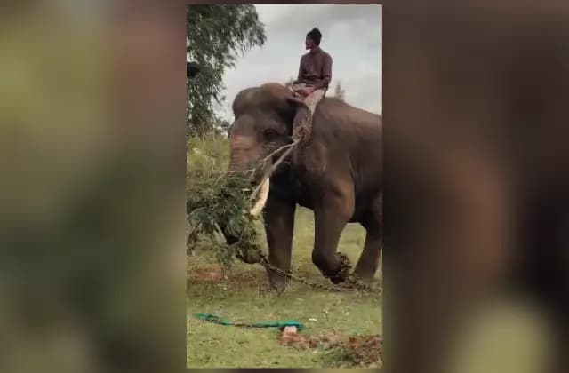 ಗುಂಡ್ಲುಪೇಟೆ: ಕುಂದಕೆರೆಯಲ್ಲಿ ಹುಲಿ ಸೆರೆಗೆ ಕೂಂಬಿಂಗ್ ಕಾರ್ಯಾಚರಣೆ ಶುರು!