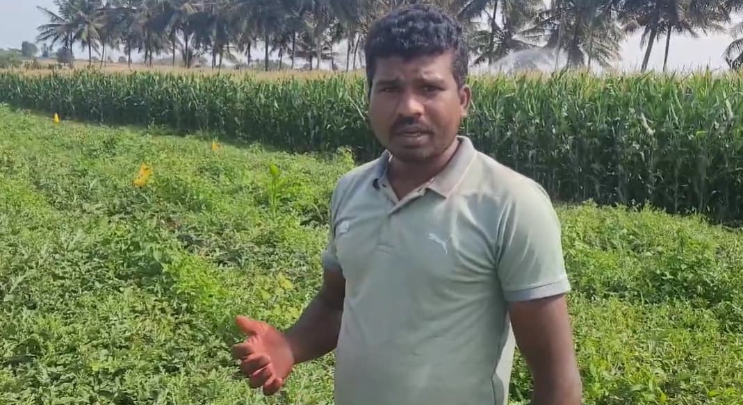 ಮೈಸೂರು: ಅನ್ನದಾತರ ಬೆಳೆಗೆ ಕನ್ನ ಹಾಕಿದ ಖದೀಮರು!