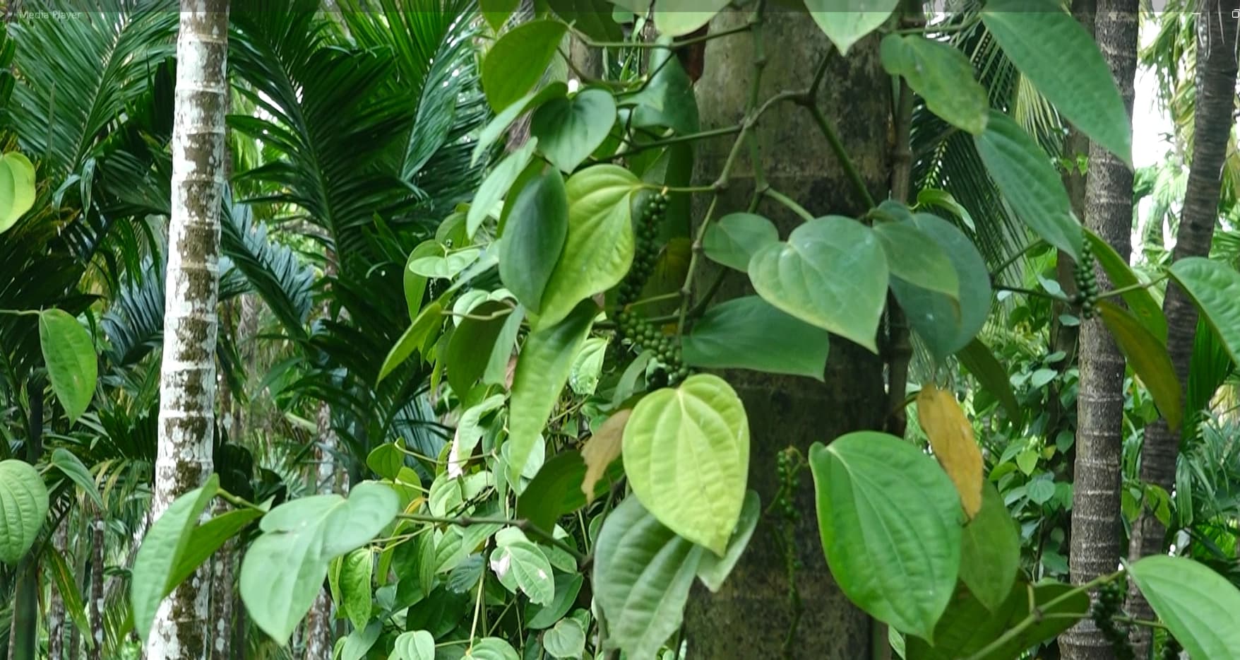 ಏರಿಕೆಯತ್ತ ಕಾಳುಮೆಣಸು ಧಾರಣೆ!