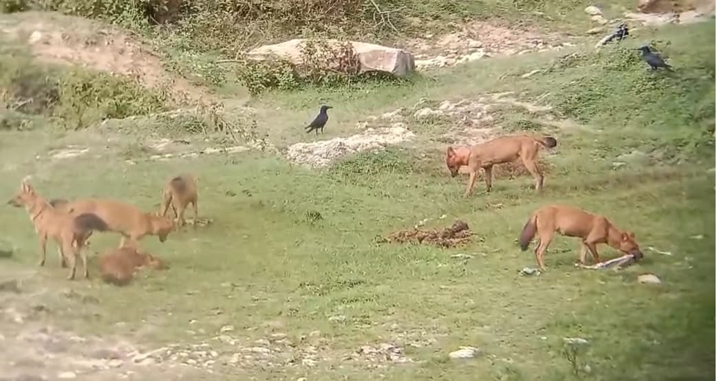 ಕೆರೆಗೆ ನೀರು ಕುಡಿಯಲು ಬಂದ ಜಿಂಕೆಯನ್ನ ಬೇಟೆಯಾಡಿದ ಸೀಳುನಾಯಿಗಳು