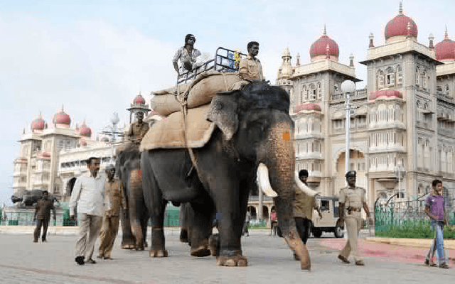 ದಸರಾ ಆನೆಗಳಿಗೆ ಇಂದಿನಿಂದ ಮೂಟೆ ಹೊರುವ ತಾಲೀಮು ಆರಂಭ