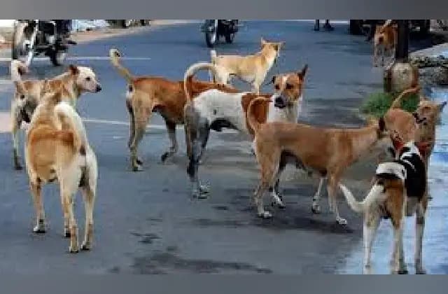ತೆಲಂಗಾಣದಲ್ಲಿ ವೃದ್ಧೆಯನ್ನು ಕಚ್ಚಿ ಕೊಂದ ಬೀದಿನಾಯಿ!