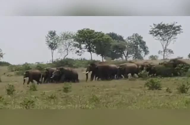 ಚಾಮರಾಜನಗರ: ಆನೆ ಹಿಂಡು ಸಂಚಾರ… ಹೆಬ್ಬಾವು ರಕ್ಷಣೆ!
