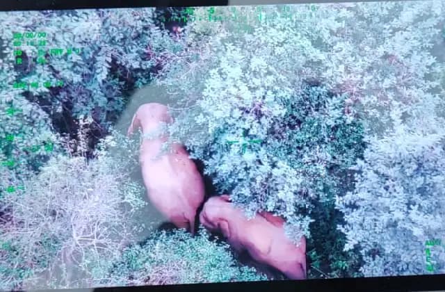 ಕಾಡಿನಿಂದ ನಾಡಿಗೆ ಬಂದ ಕಾಡಾನೆಗಳು: ಗ್ರಾಮಸ್ಥರಲ್ಲಿ ಆತಂಕ