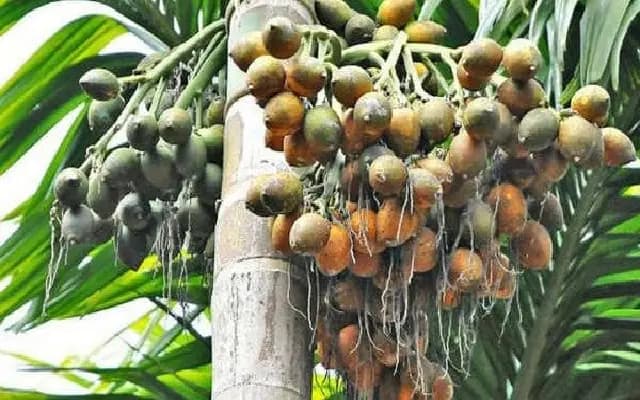 ಮಂಗಳೂರು ಅಡಿಕೆಯ ಮೇಲಿನ ಜಿಎಸ್‌ಟಿ ಇಳಿಸಲು ಕ್ಯಾಂಪ್ಕೊ ಆಗ್ರಹ