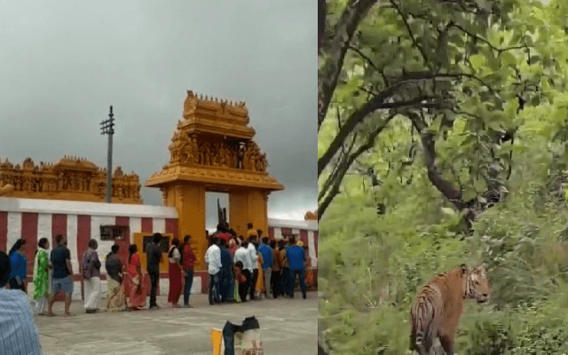 ಗೋಪಾಲಸ್ವಾಮಿ ಬೆಟ್ಟದ ತಪ್ಪಲಿನಲ್ಲಿ ಹುಲಿ ಪ್ರತ್ಯಕ್ಷ