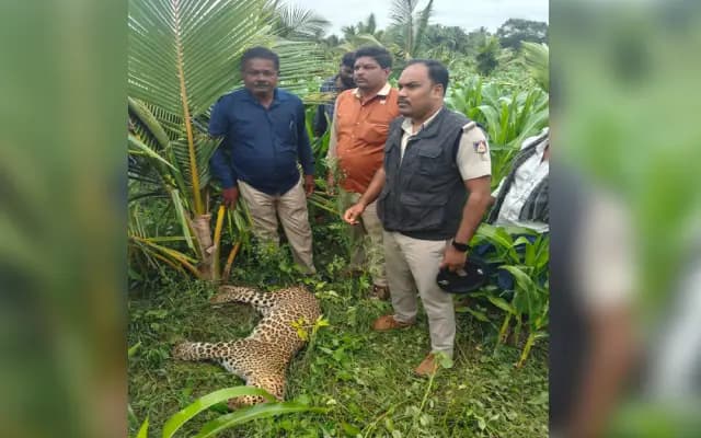 ಹಂಬಳೆ ಗ್ರಾಮದಲ್ಲಿ ಚಿರತೆಯ ಮೃತ ದೇಹ ಪತ್ತೆ: ಅರಣ್ಯಾಧಿಕಾರಿ ಭೇಟಿ
