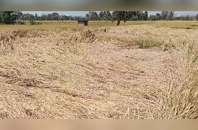 ಮೈಸೂರು : ಫೆಂಗಲ್ ಚಂಡಮಾರುತ ಎಫೆಕ್ಟ್, ನಿರಂತರ ಮಳೆಗೆ ನೆಲಕಚ್ಚಿದ ಭತ್ತದ ಬೆಳೆ