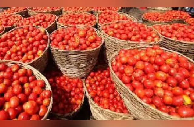 ಅಕಾಲಿಕ ಮಳೆ: ದಿಢೀರ್‌ ಟೊಮೆಟೊ ಬೆಲೆ ಏರಿಕೆ