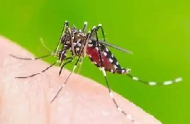 ಹಾವೇರಿಯಲ್ಲಿ ಡೆಂಗ್ಯೂ ಜ್ವರಕ್ಕೆ 9 ವರ್ಷದ ಮಗು ಮೃತ್ಯು