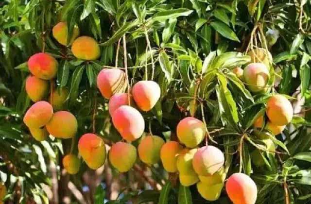 ಮಾವು ವಿಮಾ ಕಂತು ಪಾವತಿಸಲು ರೈತರಿಗೆ ಆಗಸ್ಟ್ 31 ಕೊನೆ ದಿನ