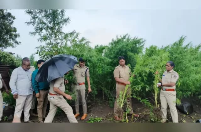 2 ಕೋಟಿಗೂ ಅಧಿಕ ಮೌಲ್ಯದ ಗಾಂಜಾ ಪೊಲೀಸರ ವಶಕ್ಕೆ