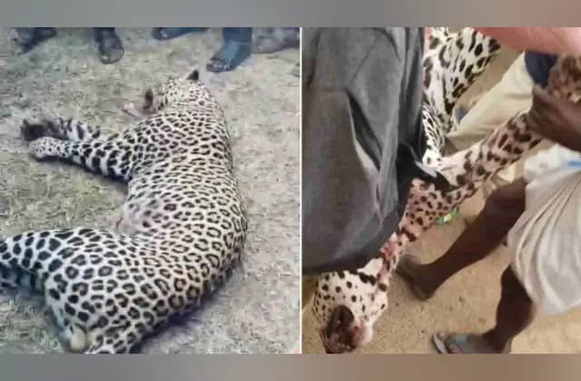 ಮೂವರ ಮೇಲೆ ದಾಳಿ: ಸಿಟ್ಟಿಗೆದ್ದು ಚಿರತೆಯನ್ನು ಕೊಂದು ಹಾಕಿದ ಸಾರ್ವಜನಿಕರು