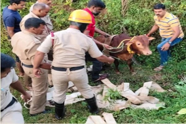 ಬಾವಿಗೆ ಬಿದ್ದ ಕರು – ಅಗ್ನಿಶಾಮಕ ದಳ, ಸ್ಥಳೀಯರಿಂದ ರಕ್ಷಣೆ!