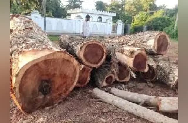 ಅಕ್ರಮ ಮರ ಕಡಿದು ಮಾರಾಟ ಮಾಡಿದರೆ 50 ಸಾವಿರ ರೂ. ದಂಡ!