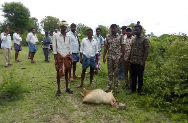 ಪರಮಾಪುರದಲ್ಲಿ ಕುರಿ ಮೇಲೆ ಚಿರತೆ ದಾಳಿ: ಪರಿಹಾರಕ್ಕೆ ಒತ್ತಾಯ