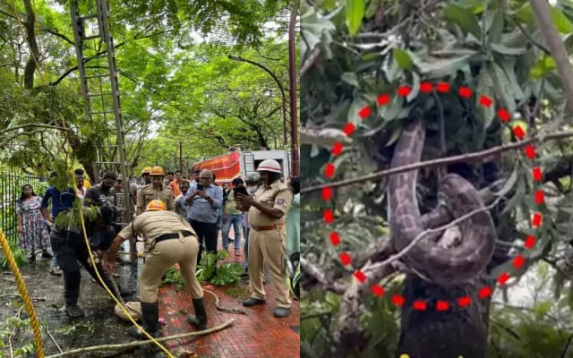 ಕದ್ರಿ ಪಾರ್ಕ್ ರಸ್ತೆಯಲ್ಲಿ ಮರವೇರಿದ್ದ ಬೃಹತ್‌ಗಾತ್ರದ ಹೆಬ್ಬಾವಿನ ರಕ್ಷಣೆ