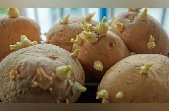 ಮೊಳಕೆ ಬಂದ ಆಲೂಗಡ್ಡೆಯಲ್ಲಿ ವಿಷಕಾರಕ ಉತ್ಪತ್ತಿ: ಆರೋಗ್ಯಕ್ಕೆ ಉತ್ತಮವಲ್ಲ?