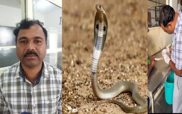 ನಾಗರ ಪಂಚಾಮಿಗೆ ಪಶುವೈದ್ಯನ ಕೊಡುಗೆ : ನಾಗರಹಾವಿಗೆ ಯಶಸ್ವಿ ಶಸ್ತ್ರಚಿಕಿತ್ಸೆ