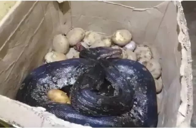 ಹೋಟೆಲ್‌ನಲ್ಲಿ ಆಲೂಗಡ್ಡೆ ಬಾಕ್ಸ್​ನಲ್ಲಿ ಹೆಬ್ಬಾವು ಪತ್ತೆ!