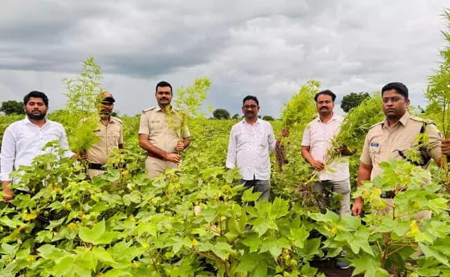 8 ಕೆಜಿ 120 ಗ್ರಾಂ ಗಾಂಜಾ ಗಿಡಗಳು ಜಪ್ತಿ : ಆರೋಪಿಯ ಬಂಧನ!