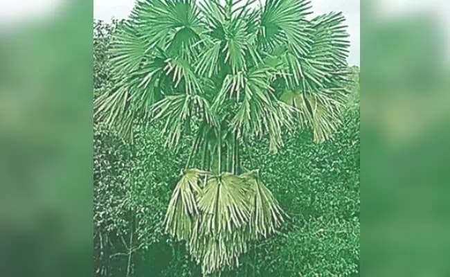 ತಾಳೆ ಮರದಿಂದ ಬಿದ್ದು ವ್ಯಕ್ತಿ ಮೃತ್ಯು!