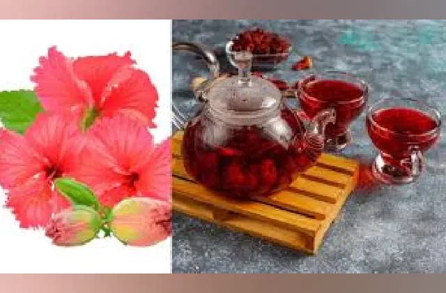 ದಾಸವಾಳ ಚಹಾ ಕುಡಿಯುವುದರಿಂದ ಆರೋಗ್ಯಕ್ಕಾಗುವ ಲಾಭಗಳೇನು ಗೊತ್ತಾ?