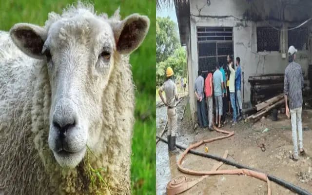ಕುರಿ ಸಾಕಾಣಿಕೆ ಘಟಕದಲ್ಲಿ ಶಾರ್ಟ್ ಸರ್ಕ್ಯೂಟ್ : 78 ಕುರಿಗಳು ಸಜೀವ ದಹನ