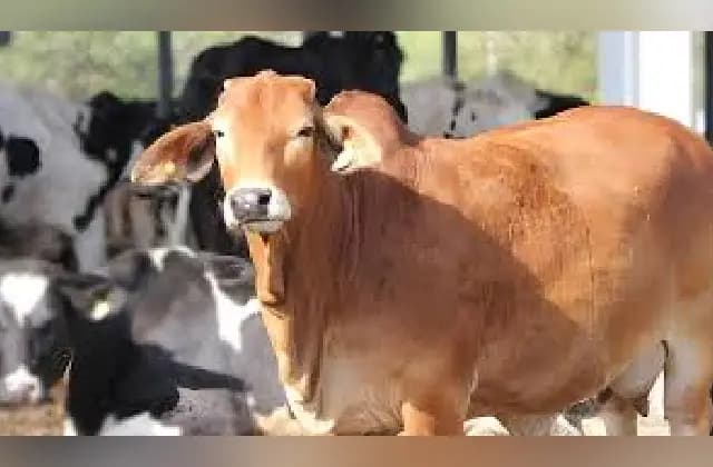 ಟ್ರಕ್​ ಹರಿದು 16 ಹಸುಗಳು ಮೃತ್ಯು: ಇಬ್ಬರು ಪೊಲೀಸರ ವಶಕ್ಕೆ