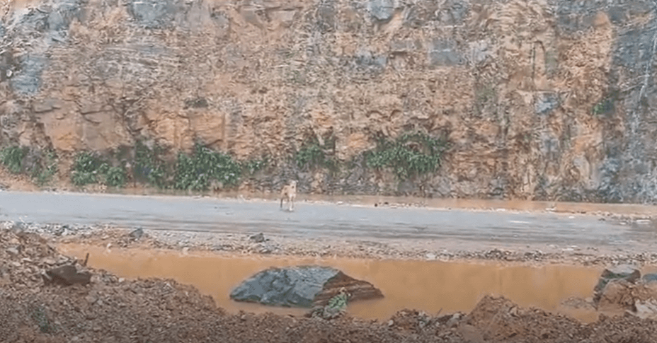 ಅಂಕೋಲಾ ಗುಡ್ಡ ಕುಸಿತ: ಮಾಲೀಕನಿಗಾಗಿ ಕಾದು ಸುಸ್ತಾದ ಸಾಕು ನಾಯಿ