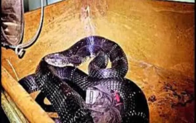 ಮಲಗುವ ಕೋಣೆಯಲ್ಲಿ 9 ಅಡಿಯ ದೈತ್ಯ ಕಾಳಿಂಗ ಸರ್ಪ ಪತ್ತೆ