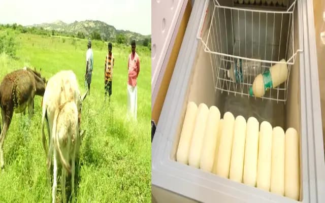 ಕತ್ತೆಗೂ ಬಂತು ಕಾಲ :  ಸಂಬಳ ಬರೋ ಕೆಲಸ ಬಿಟ್ಟು ಕತ್ತೆ ಕಾಯ್ತಿದ್ದಾರೆ ಜನ