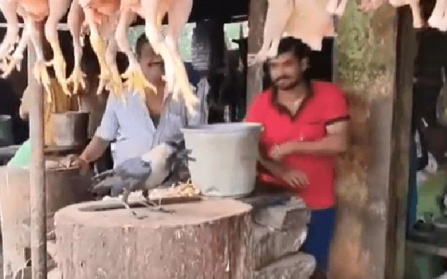 ಕಾಗೆ ಕಾಲಿಗೆ ಹಗ್ಗ ಕಟ್ಟಿದ ಅಂಗಡಿ ಮಾಲೀಕ; ಆದರೆ ಆಗಿದ್ದೇನು ನೋಡಿ
