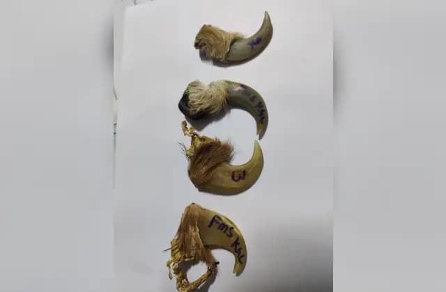 ಅಕ್ರಮವಾಗಿ ಹುಲಿ ಉಗುರು ಸಾಗಾಟ ಪ್ರಕರಣ : ಇಬ್ಬರ ಬಂಧನ