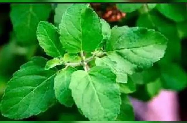 ತುಳಸಿ ಎಲೆ ಅನೇಕ ಔಷಧೀಯ ಗುಣಗಳಿಂದ ಸಮೃದ್ಧ