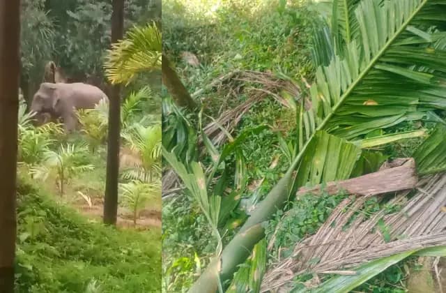 ಶಿಶಿಲ; ಮಕ್ಕಳನ್ನು ಬೆನ್ನಟ್ಟುತ್ತಿರುವ ಕಾಡಾನೆಗಳ ಹಿಂಡು, ತಕ್ಷಣವೇ ಸ್ಪಂದಿಸುವಂತೆ ಅರಣ್ಯ ಇಲಾಖೆಗೆ ಮನವಿ