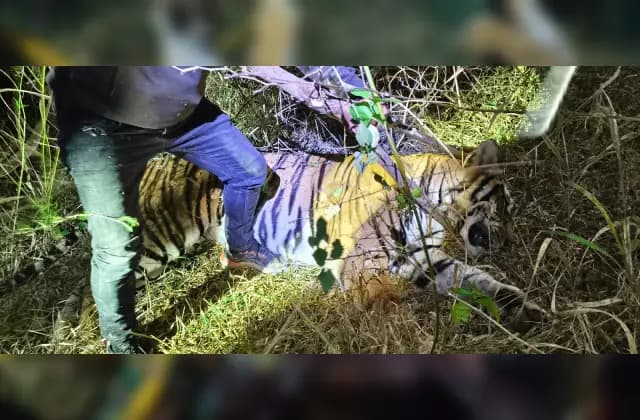 ಚಾಮರಾಜನಗರದಲ್ಲಿ ಮತ್ತೊಂದು ಹುಲಿ ಸೆರೆ!