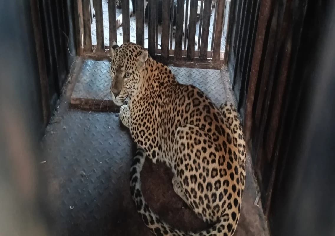 ಗುಂಡ್ಲುಪೇಟೆ: ಪಟ್ಟಣದ ಹೊರವಲಯದ ಮನಗಳ್ಳಿಯಲ್ಲಿ ಚಾಲಾಕಿ ಚಿರತೆ ಸೆರೆ