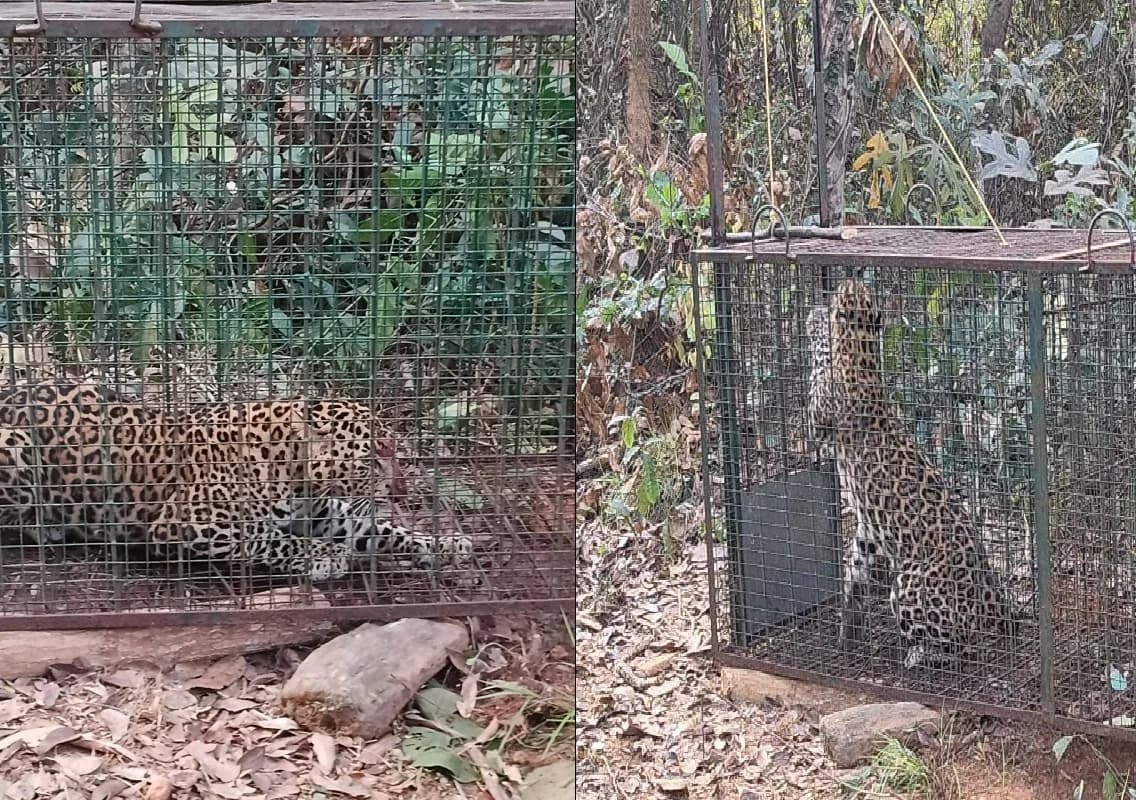 ಕುಂತಲನಗರ: ಅರಣ್ಯ ಇಲಾಖೆ ಇರಿಸಿದ್ದ ಬೋನಿಗೆ ಬಿದ್ದ ಚಿರತೆ- ನೆಮ್ಮದಿಯ ನಿಟ್ಟುಸಿರು ಬಿಟ್ಟ ಗ್ರಾಮಸ್ಥರು!
