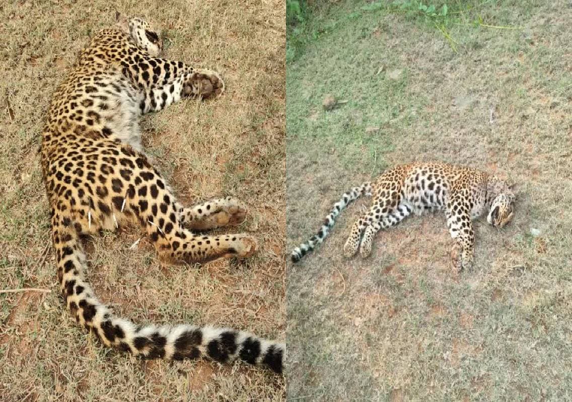 ಬೇಟೆಯಾಡಲು ಬಂದ ಚಿರತೆಯೇ ಮುಳ್ಳುಹಂದಿ ದಾಳಿಗೆ ಮೃತ್ಯು!