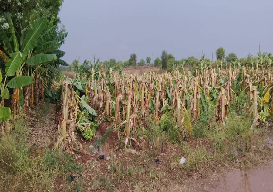 ಆಲಿಕಲ್ಲು ಮಳೆಗೆ ನೆಲಕಚ್ಚಿದ ಬಾಳೆ ಬೆಳೆ!