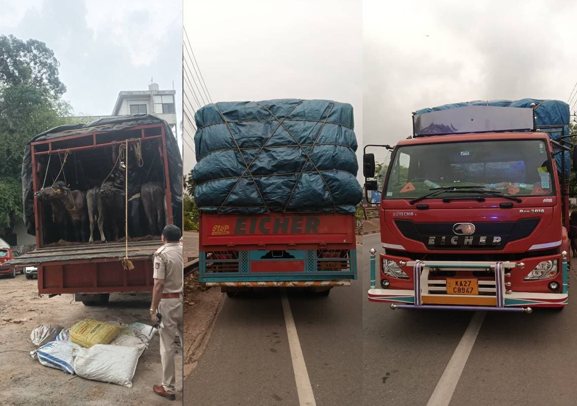 ಮಂಗಳೂರು: ಅಕ್ರಮ ಸಾಗಾಟ ಮಾಡುತಿದ್ದ ಜಾನುವಾರು ಪತ್ತೆ, ಇಬ್ಬರ ಬಂಧನ