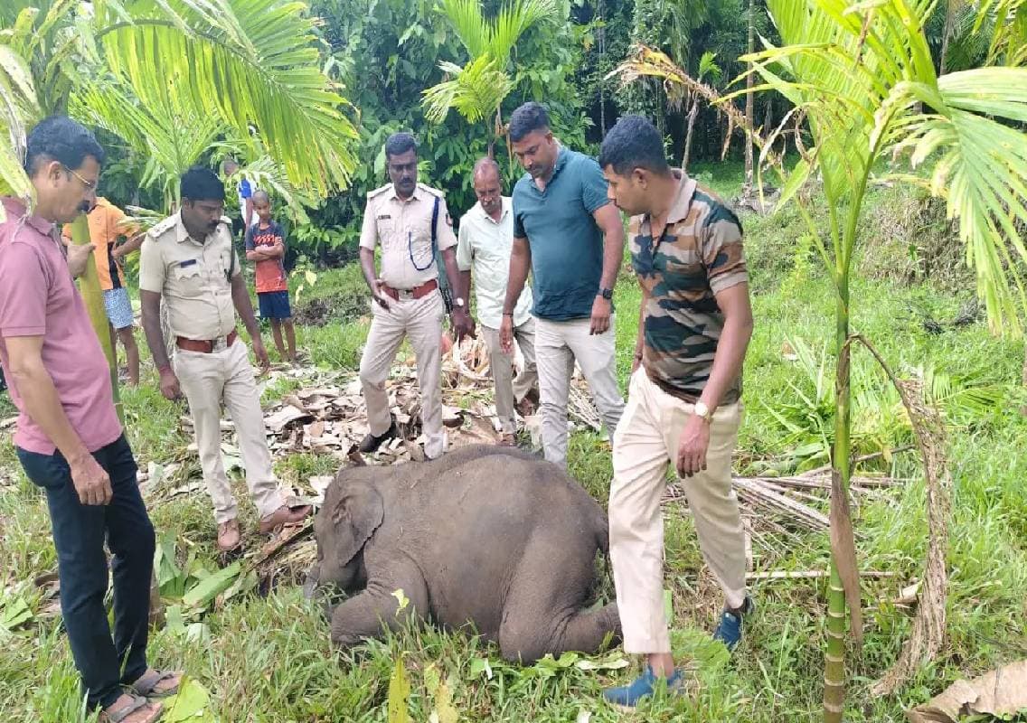 ಅರಂತೋಡಿನ ಕೃಷಿತೋಟದಲ್ಲಿ ಮರಿ ಆನೆ ಸಾವು; ಆನೆಯ ದಂತದ ಇರಿತಕ್ಕೆ ಬಲಿಯಾದ ಶಂಕೆ!